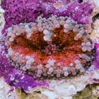 Multicolor Ricordea Mushroom Coral